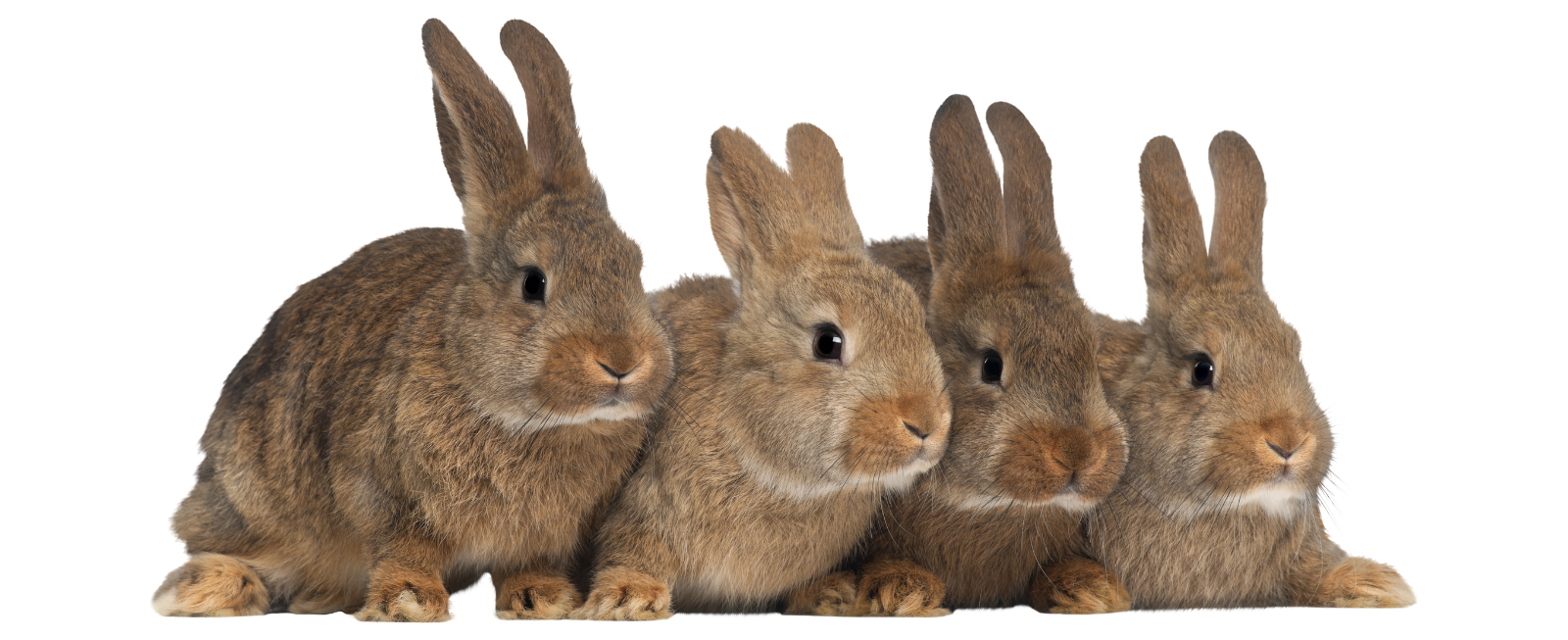 Rabbit Insurance NZ